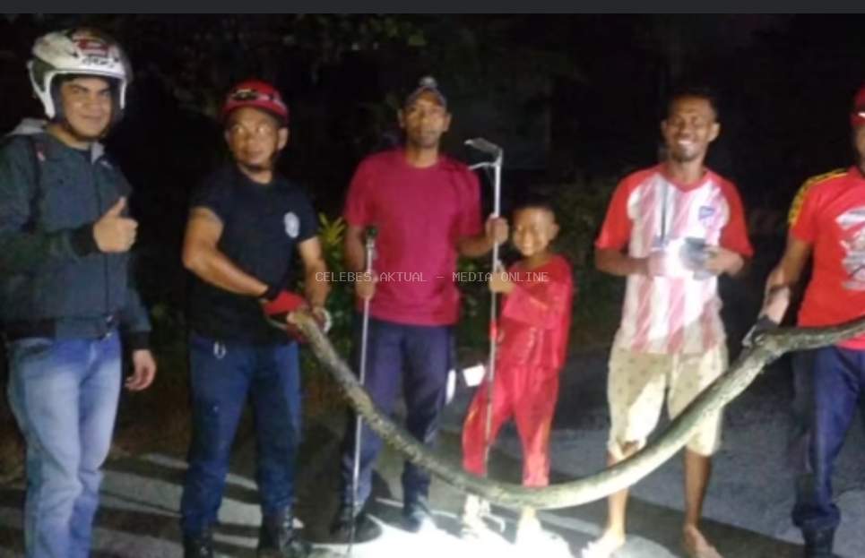Ular Piton Sepanjang 3 Meter Dievakuasi Damkar dari Permukiman Warga Tomoni Timur