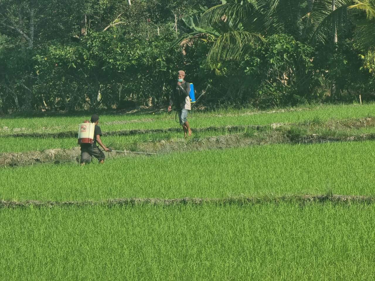 Desa Lumbewe Menuju Pilot Project Pelaksanaan IP 300 di Luwu Timur, Target Jadi Percontohan Swasembada Pangan 