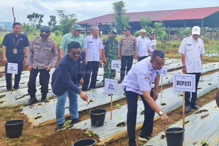 Anggota DPRD Luwu Timur Dukung Ketahanan Pangan Gerakan Tanam Cabai