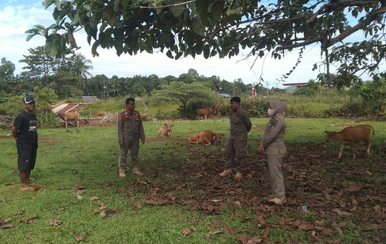 Satpol PP Lutim Tindaklanjuti Keluhan Warga, Tertibkan Hewan Ternak Berkeliaran
